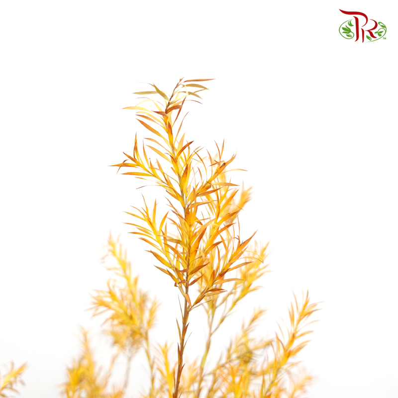 Melaleuca Gold Leaf -