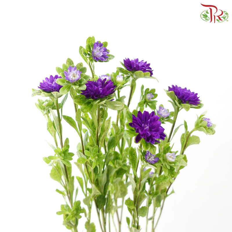 Mini Aster -