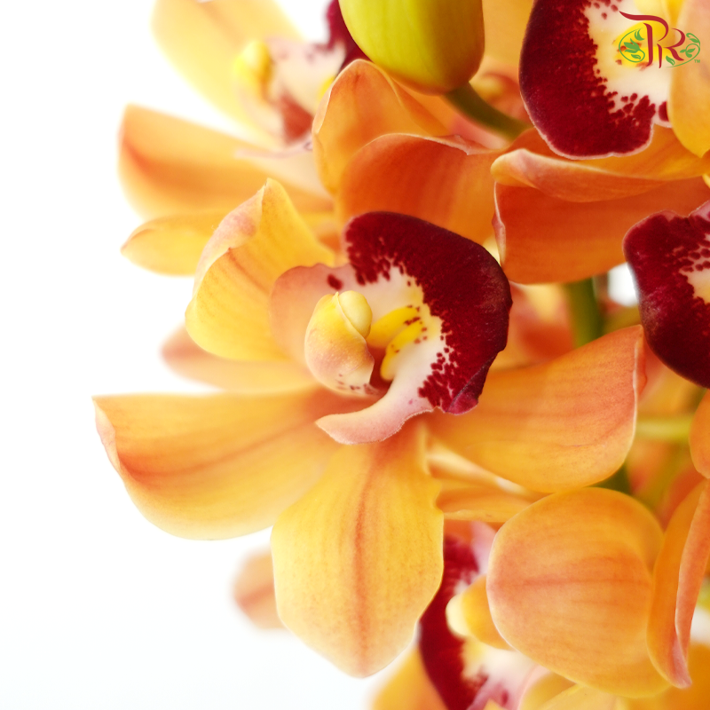Mini Cymbidium -