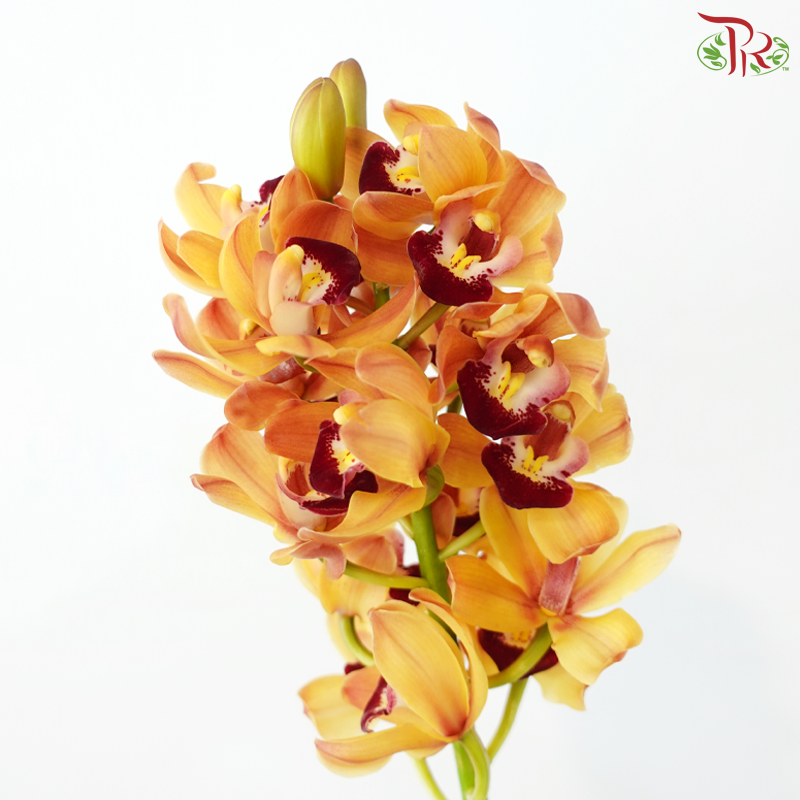 Mini Cymbidium -