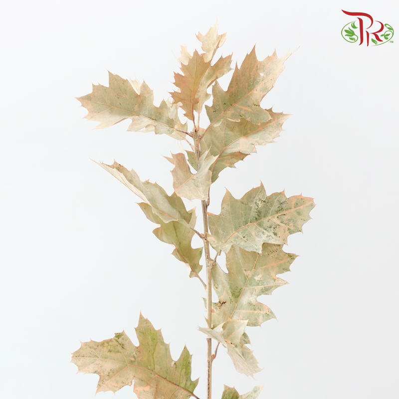 Oak Leaf Dyed -