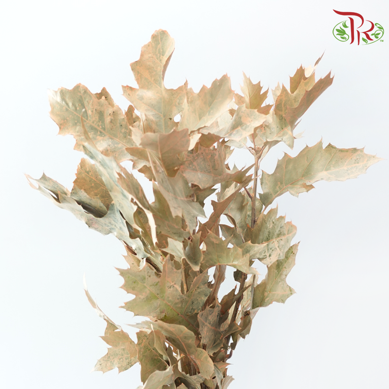 Oak Leaf Dyed -