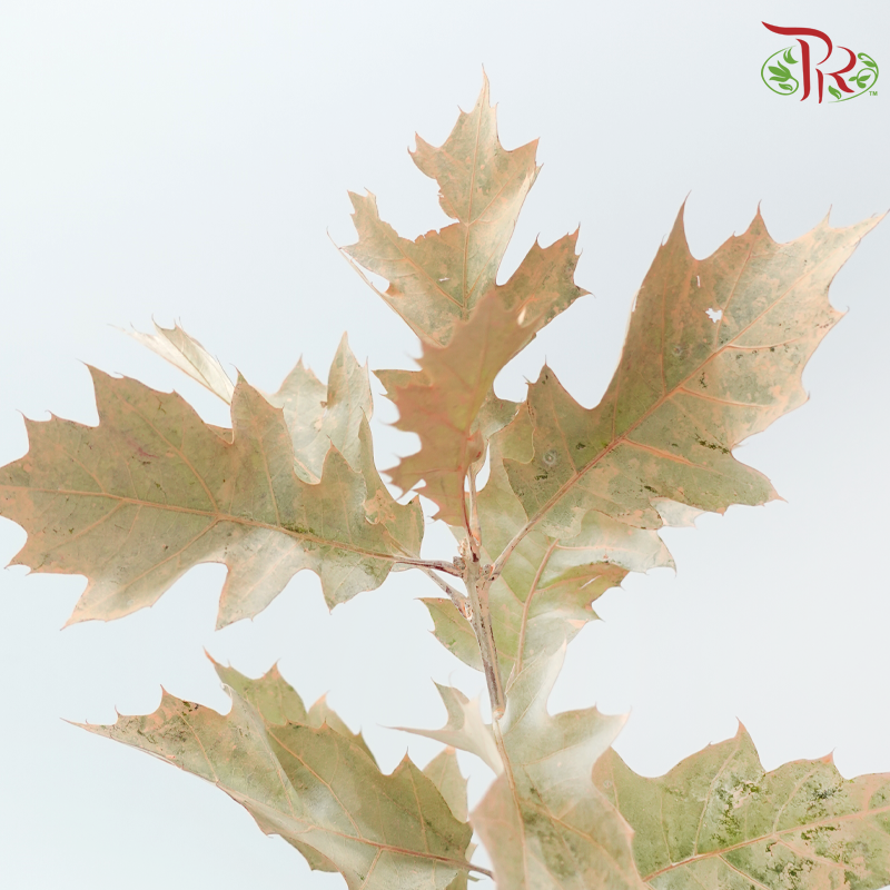 Oak Leaf Dyed -