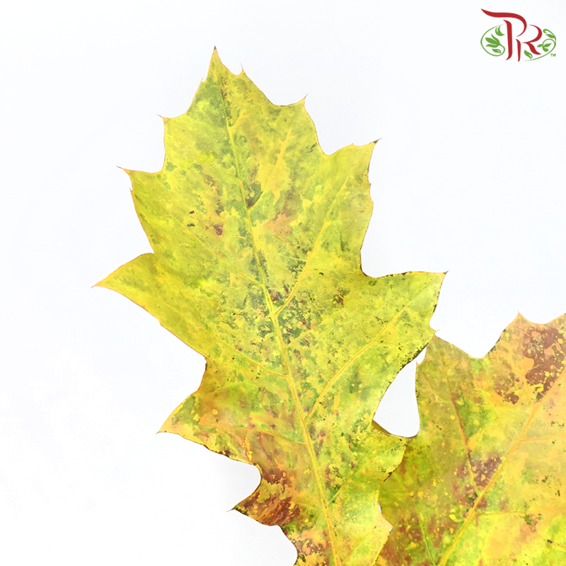 Oak Leaf Dyed -