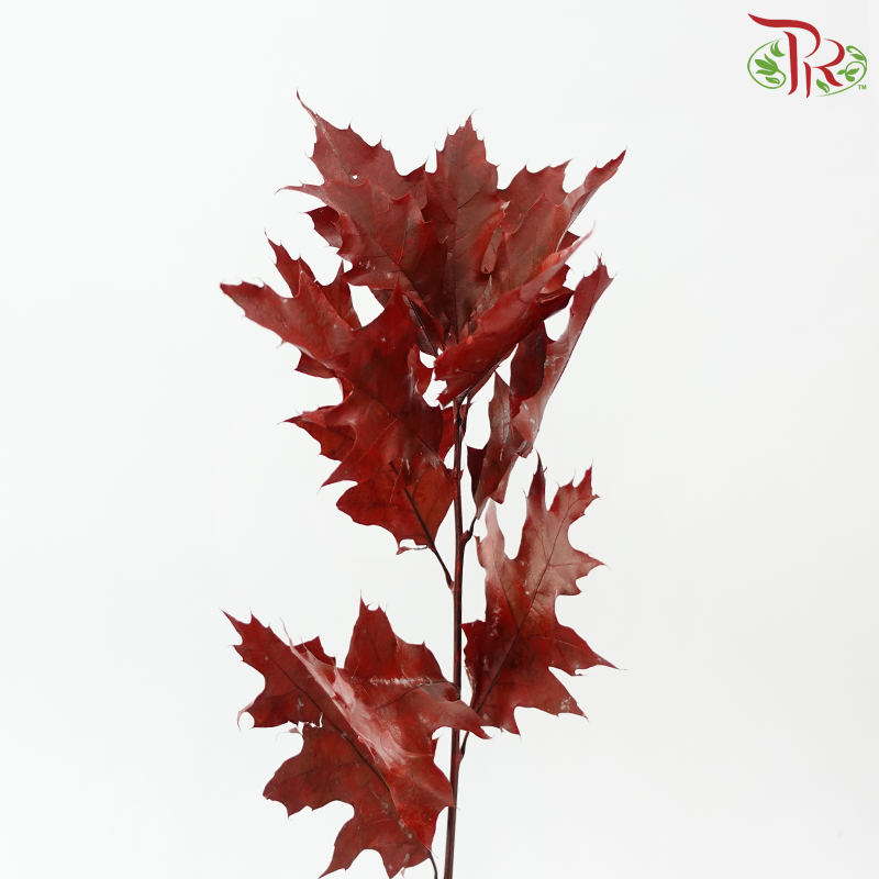 Oak Leaf Dyed -