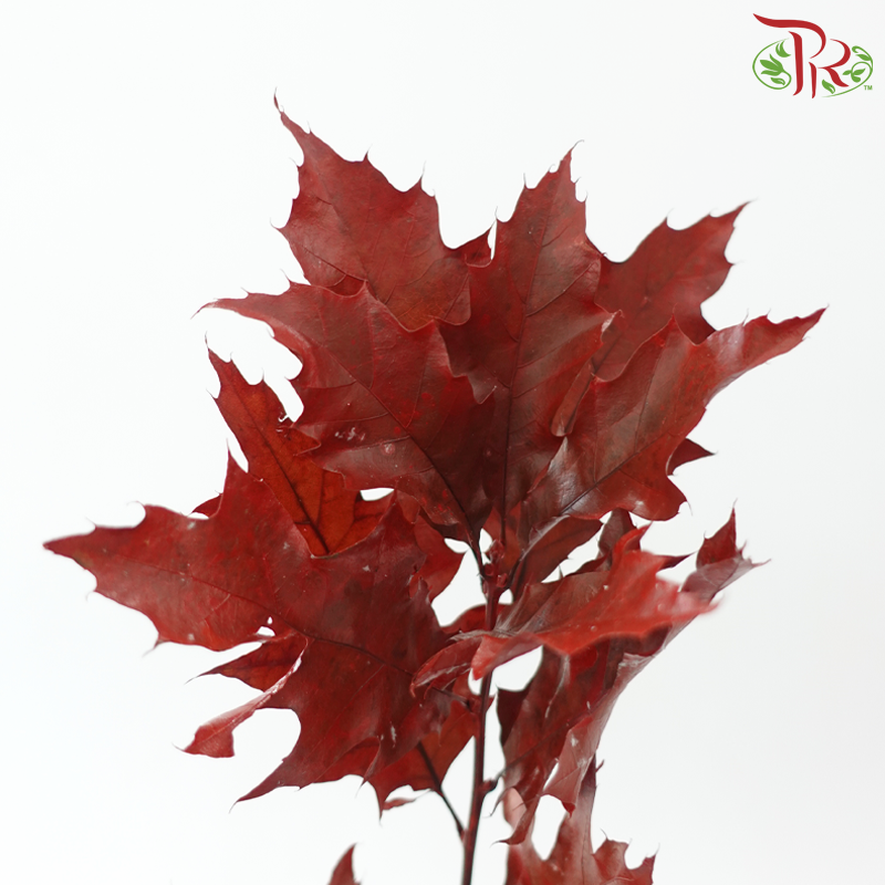 Oak Leaf Dyed -