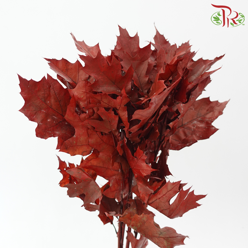 Oak Leaf Dyed -