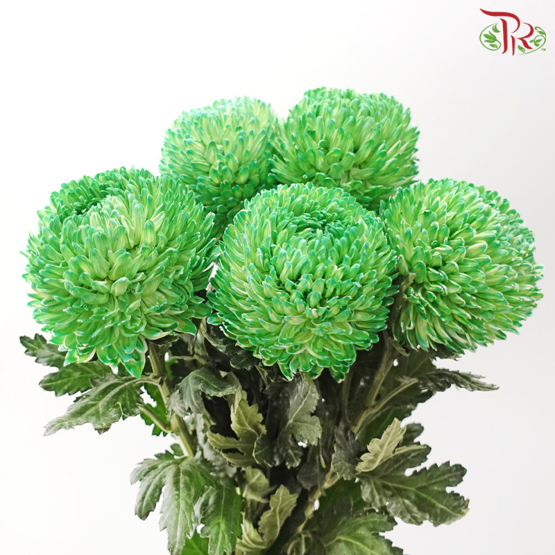 Peony Mum Dyed (Chrysanthemum) -