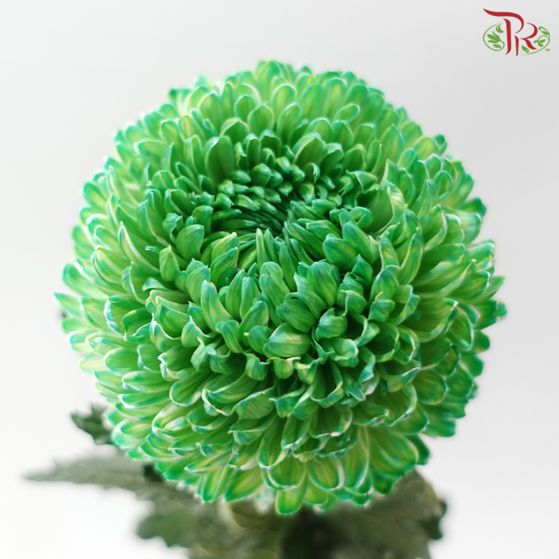 Peony Mum Dyed (Chrysanthemum) -