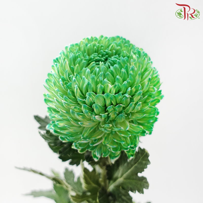 Peony Mum Dyed (Chrysanthemum) -