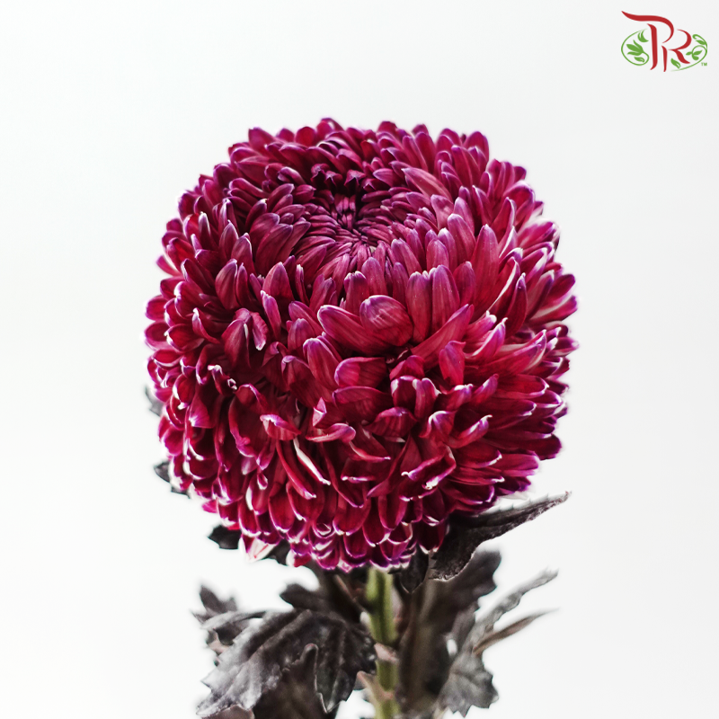 Peony Mum Dyed (Chrysanthemum) -