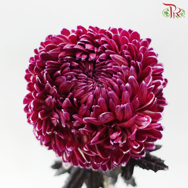 Peony Mum Dyed (Chrysanthemum) -