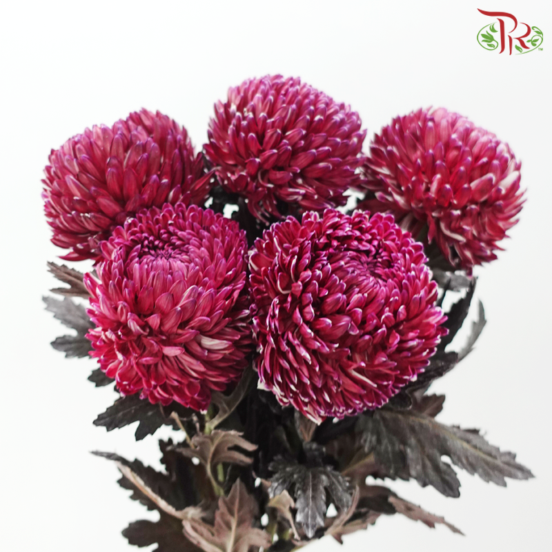 Peony Mum Dyed (Chrysanthemum) -