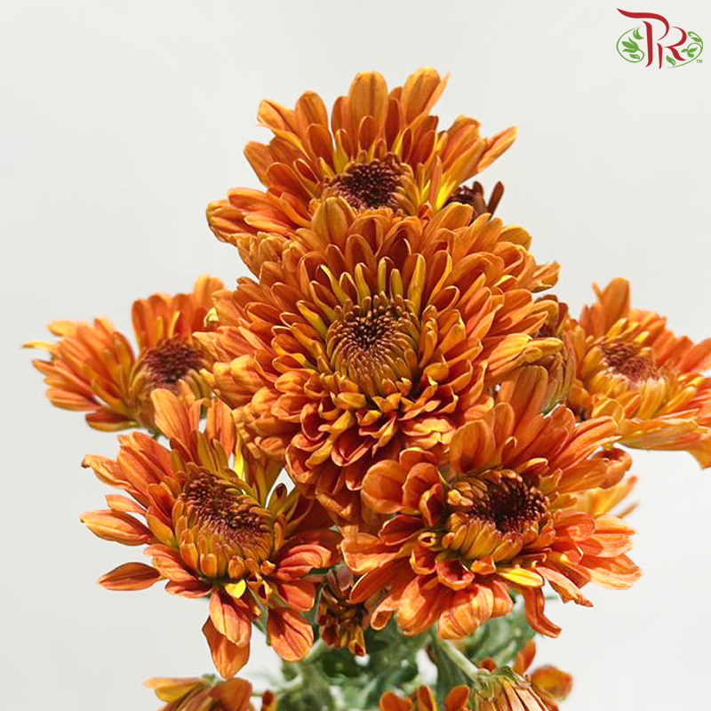 Chrysanthemum Pompom -