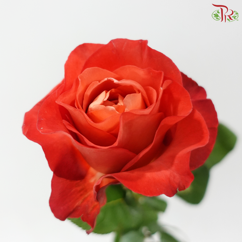 Rose -