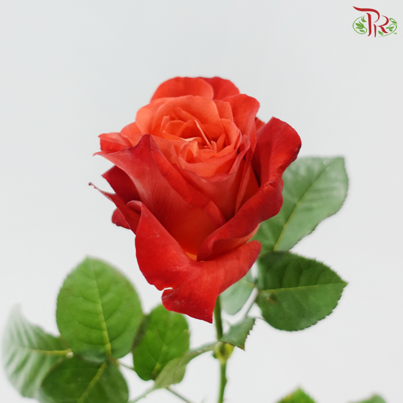 Rose -