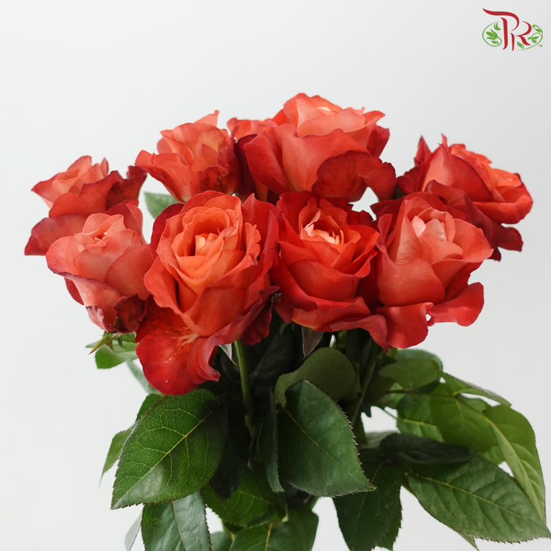 Rose -