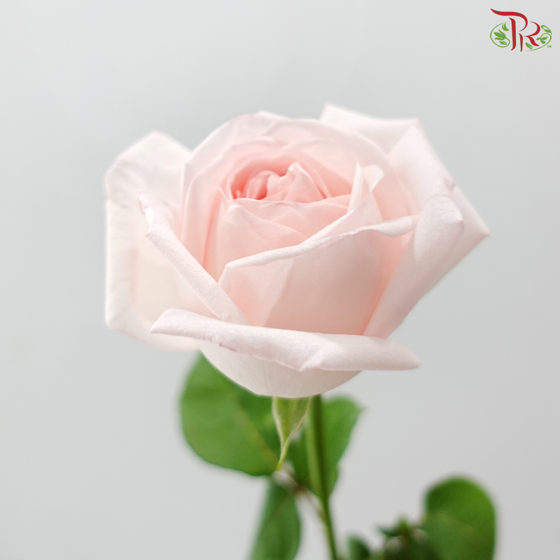 Rose -