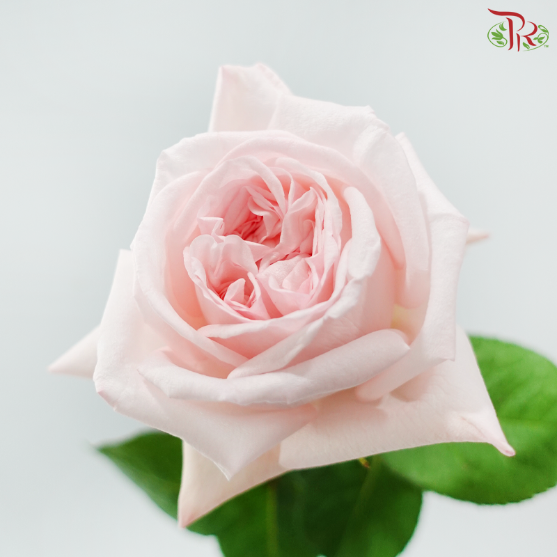 Rose -
