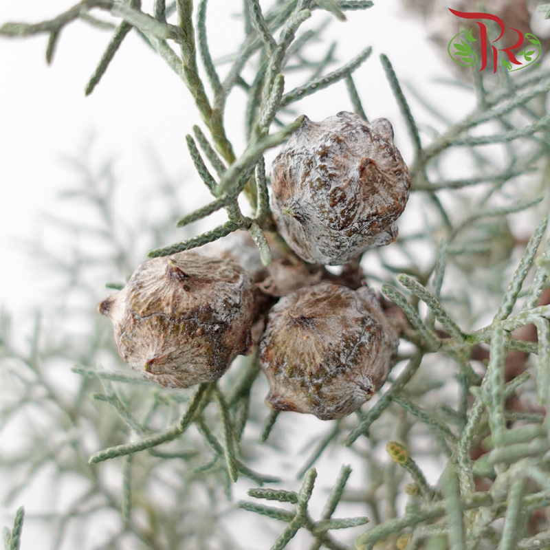 Snow Pine -