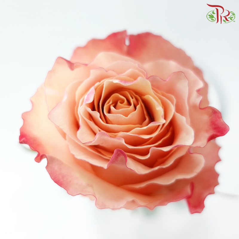 Star Rose -