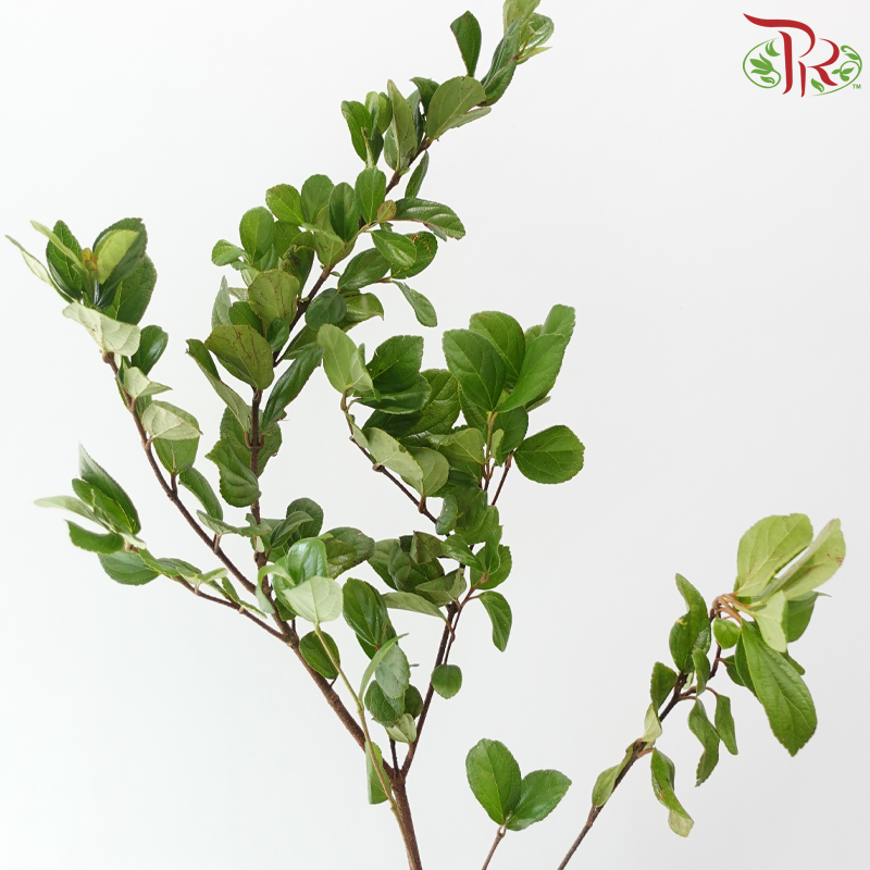 Symplocos Chinensis -