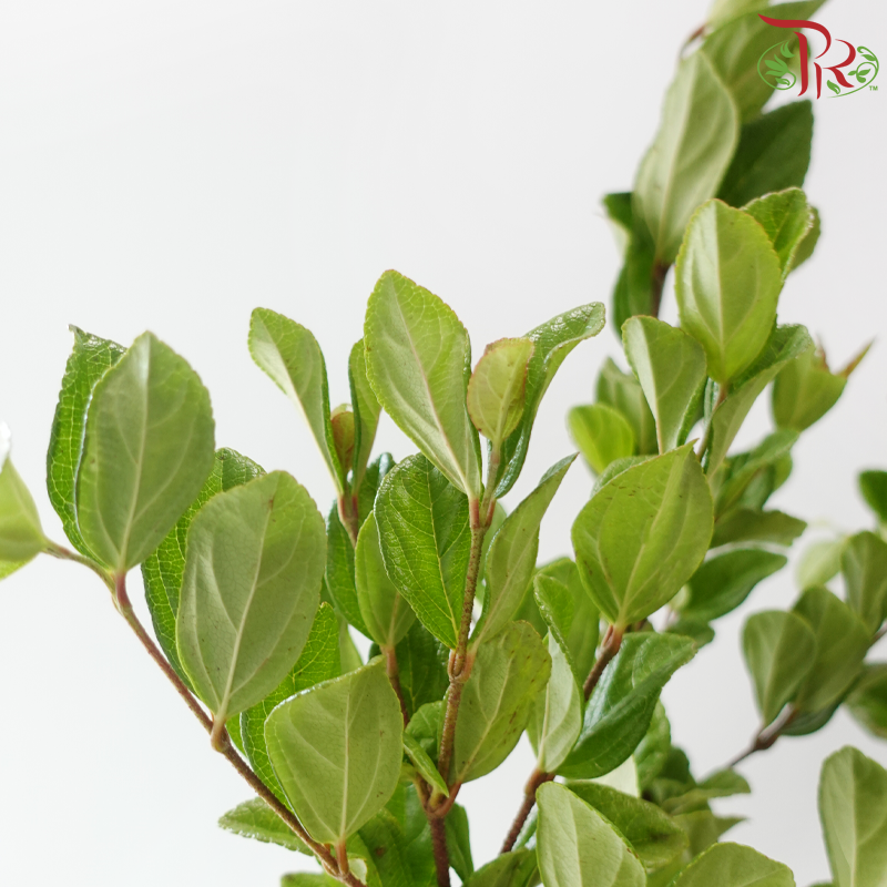 Symplocos Chinensis -