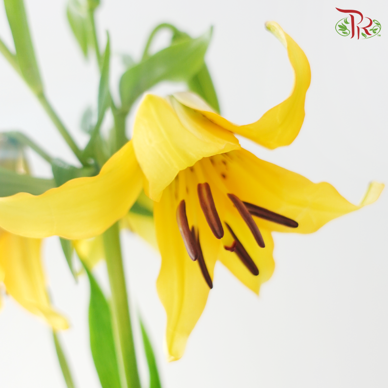 Tiger Lily Lancifolium 4+ -