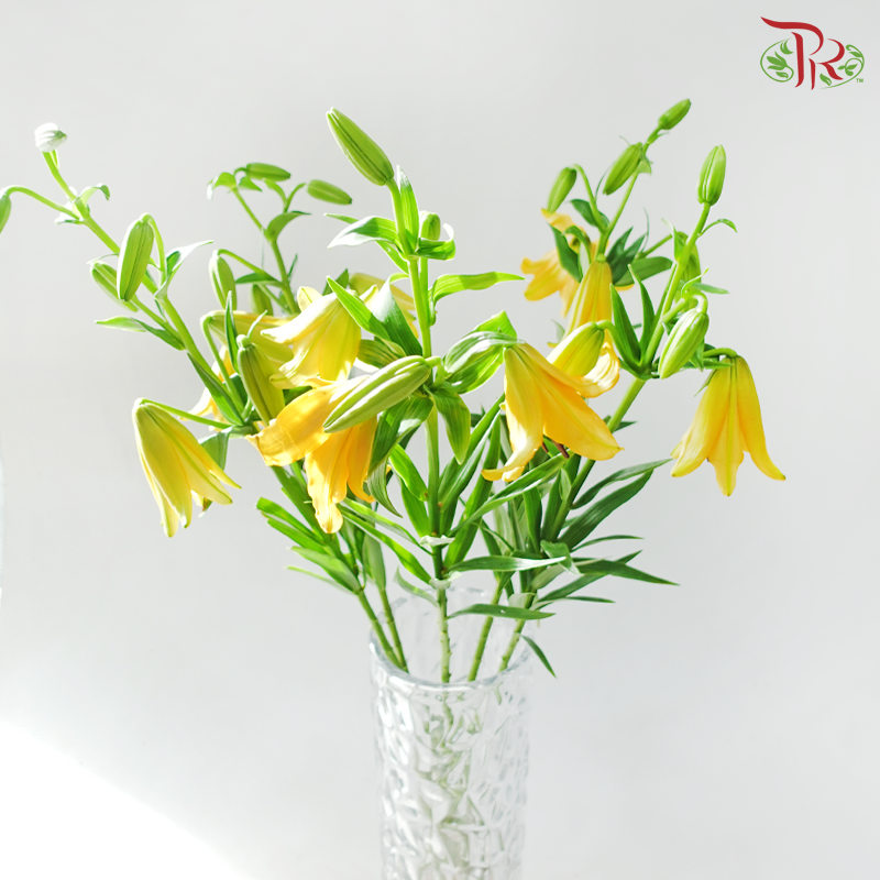 Tiger Lily Lancifolium 4+ -