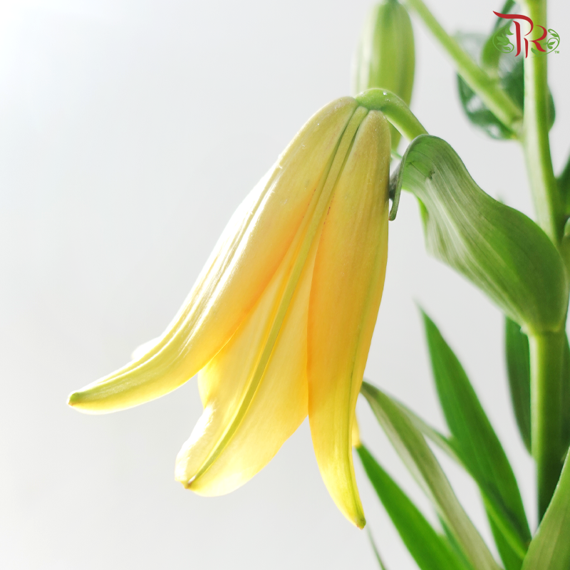 Tiger Lily Lancifolium 4+ -
