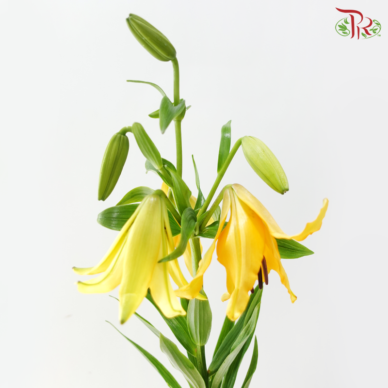 Tiger Lily Lancifolium 4+ -