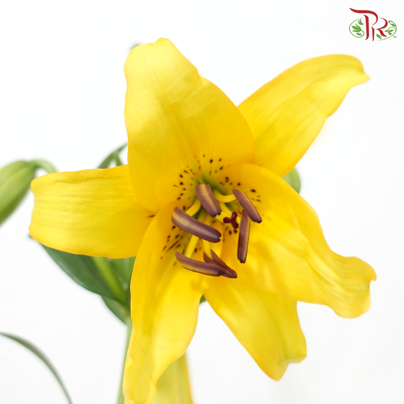 Tiger Lily Lancifolium 4+ -