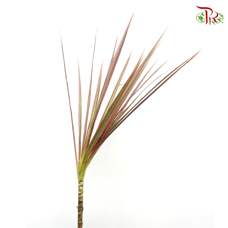 Marginata LeafGreen With Red Line -