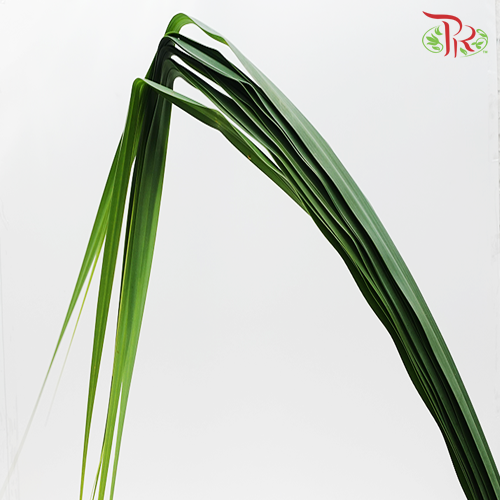 Pandan Leaf - Pandanus -
