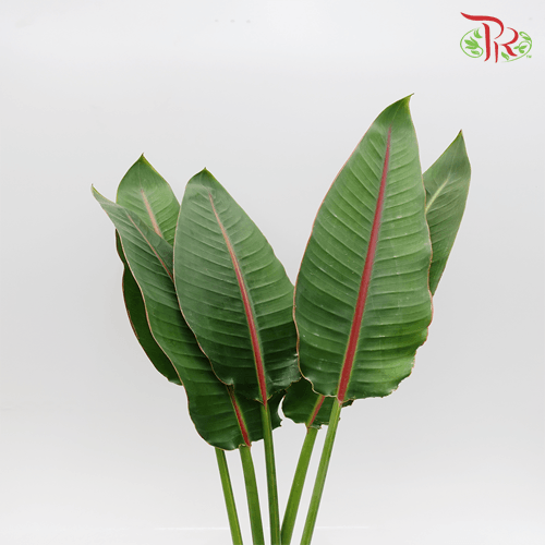 Bird of Paradise Leaf -