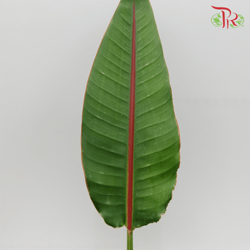 Bird of Paradise Leaf -