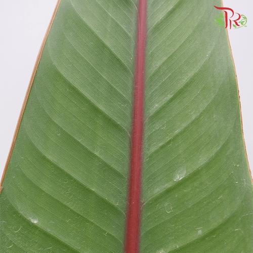 Bird of Paradise Leaf -