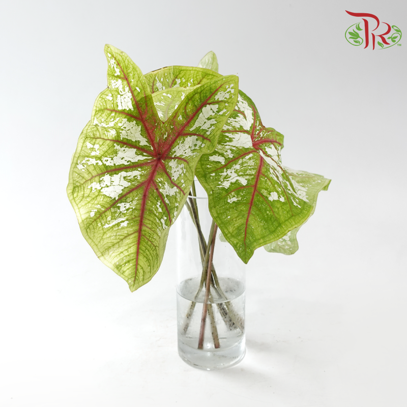 Caladium - Carolyn Whorton White per bunch