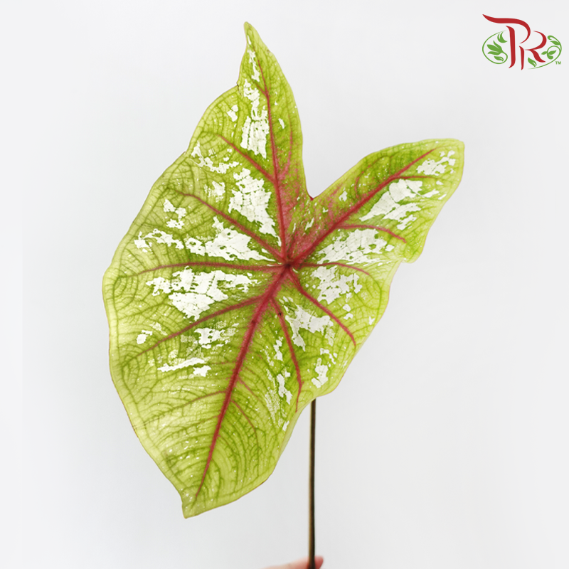 Caladium -