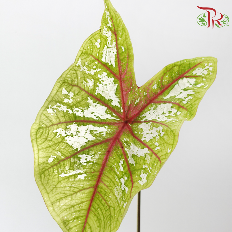 Caladium -