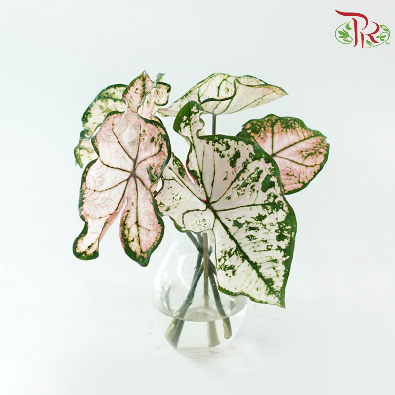 Caladium - Spring Fling per bunch