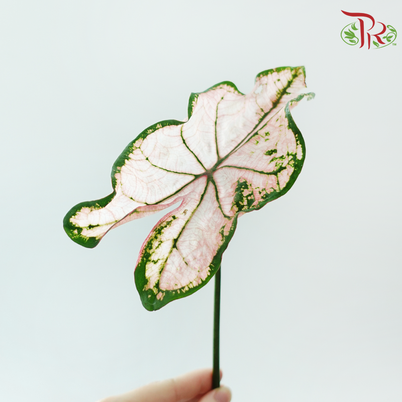 Caladium -