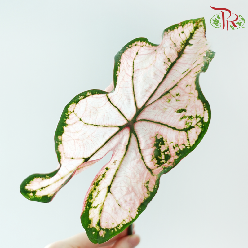 Caladium -