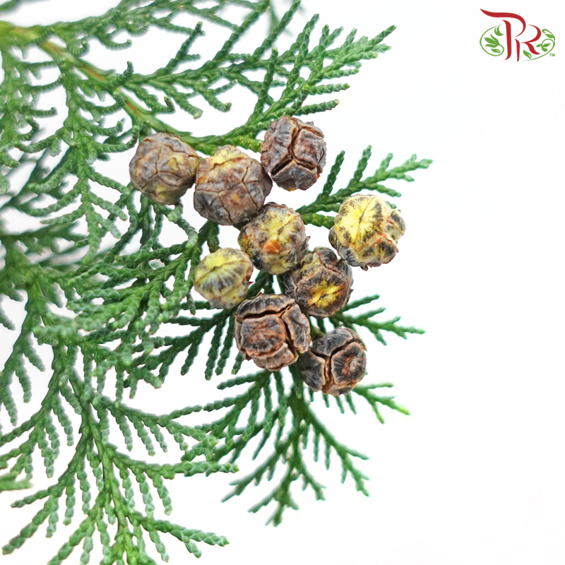 Chamaecyparis Cypress Leaf With Seeds -