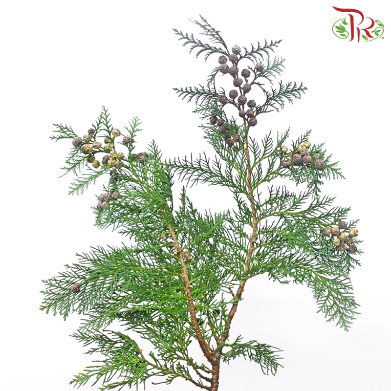 Chamaecyparis Cypress Leaf With Seeds -
