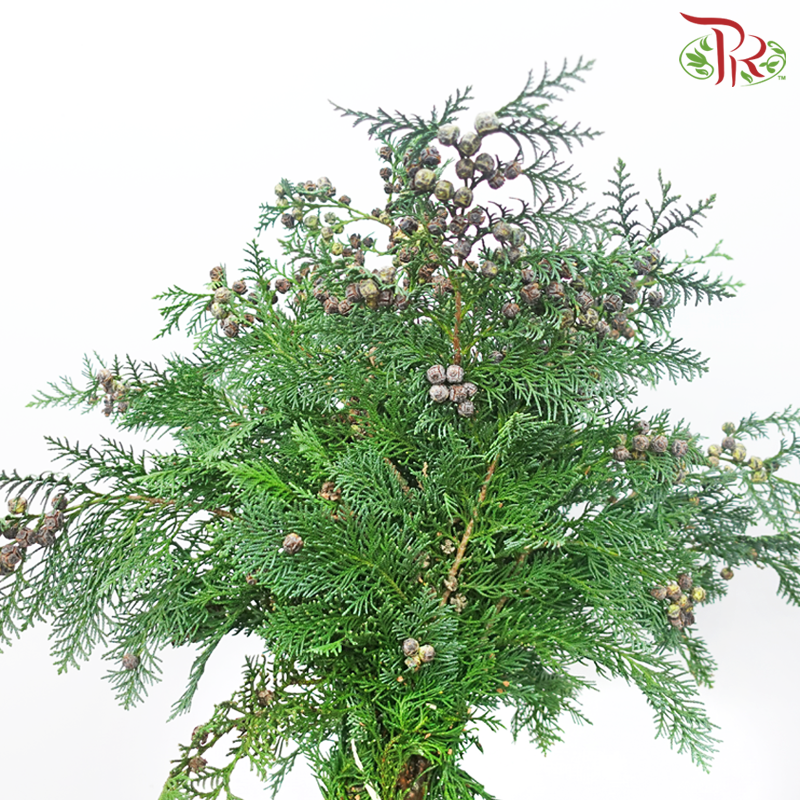 Chamaecyparis Cypress Leaf With Seeds -