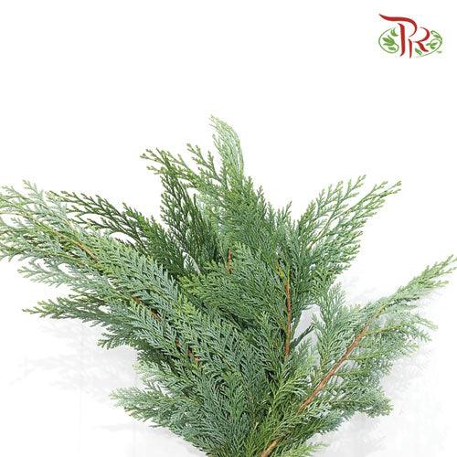 Chamaecyparis Leaf -