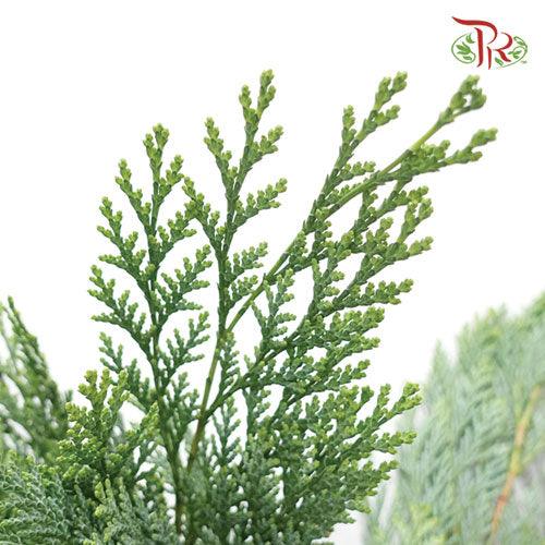 Chamaecyparis Leaf -