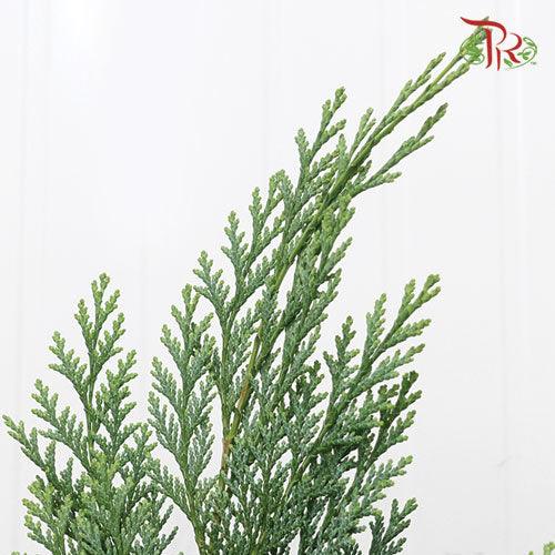 Chamaecyparis Leaf -