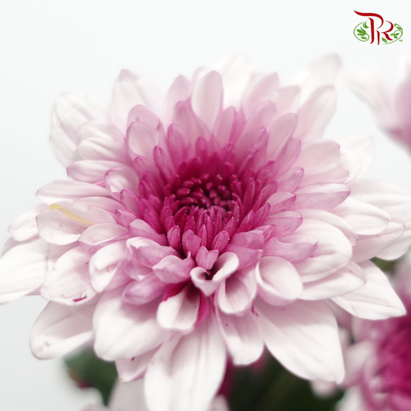 Chrysanthemum Pompom -